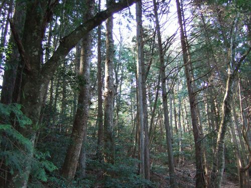 檜の森