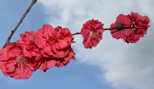桃源郷で買った花桃が咲いた