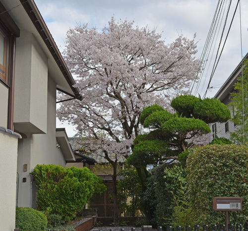 桜のある家