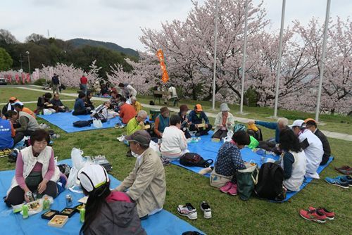 太光寺の桜